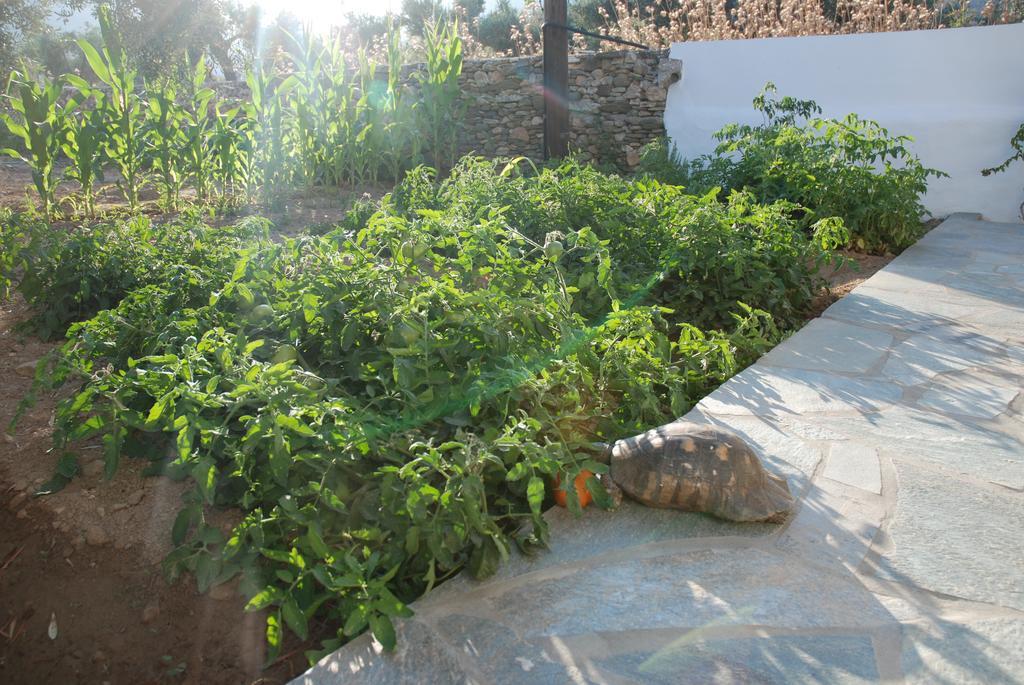 Edem Hotel Platis Gialos  Exterior photo